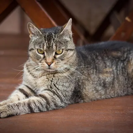 Hubert Varga Casa de hóspedes